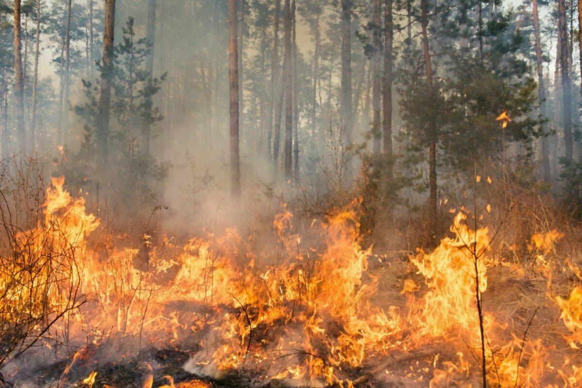 Brennender Wald aufgrund von missachtetem Klimaschutz